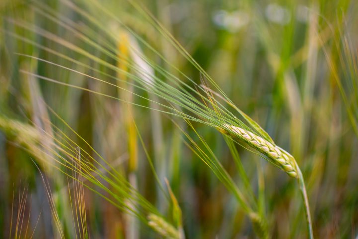 AgriOpt söker affärsutvecklare och frontend-utvecklare!